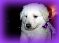 CHIOT Violet
