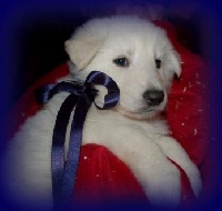 CHIOT Bleu Marine