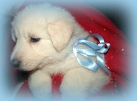 CHIOT Bleu ciel