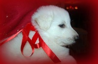 CHIOT Rouge