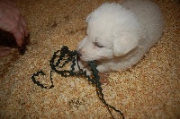 CHIOT Vert