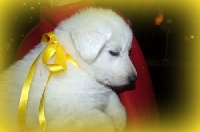 CHIOT Jaune