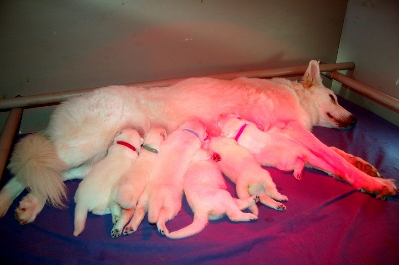 Chiot Berger Blanc Suisse De La Table Des Princes