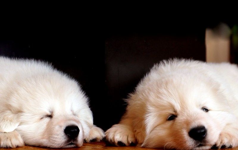 De La Table Des Princes - Berger Blanc Suisse - Portée née le 11/02/2018